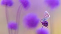 普通蓝灰蝶，德文郡，英格兰 (© Ross Hoddinott/Nature Picture Library)