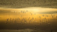 日出时的小红鹳群，马加迪湖，肯尼亚 (© Denis-Huot/Nature Picture Library)