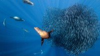 墨西哥近海围猎沙丁鱼饵球的加州海狮，太平洋 (© Henley Spiers/Nature Picture Library)