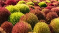 地肤田，中国 (© lingqi xie/Getty Images)