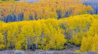 瓜兹曼山口附近的秋日山杨林，犹他州，美国 (© Danita Delimont/Shutterstock)