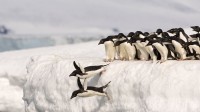 南极洲的阿德利企鹅 (© Otto Plantema/Minden Pictures)