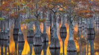 秋叶缤纷的池杉林，乔治亚州，美国 (© Chris Moore/Getty Images)