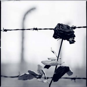 荆棘铁丝栅栏旁的灰色花朵-灰色意境伤感图片