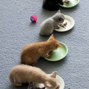 有趣的图片：猫猫午餐时间。。。嘿！最下面那们同学，请安分点！