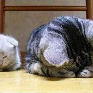 有趣的图片：猫儿们超萌的睡姿，你有吗？